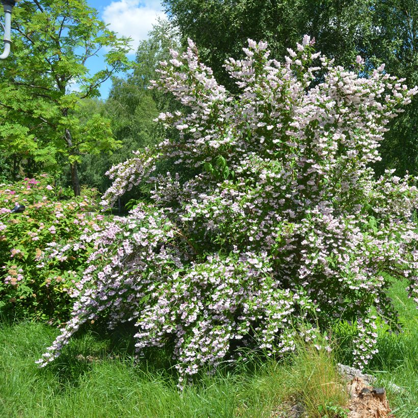 Deutzia scabra Codsall Pink - Deutzie (Plant habit)