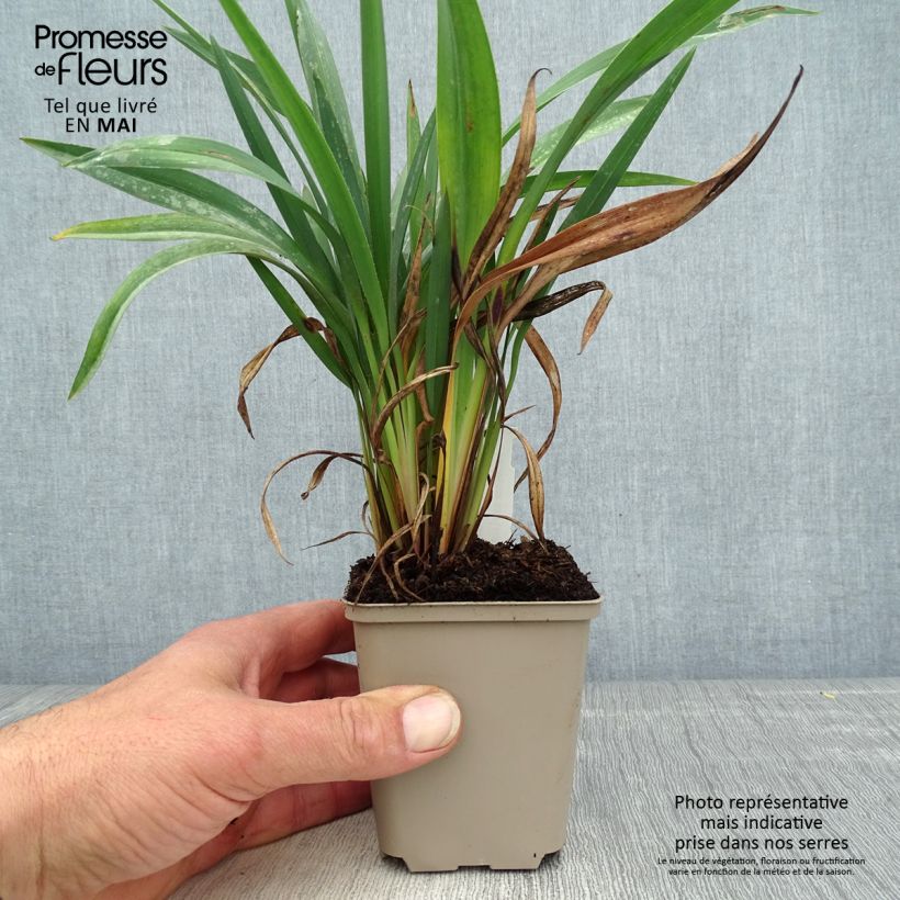 Example of Dianella revoluta Blue Stream Godet de 8/9 cm as you get in printemps