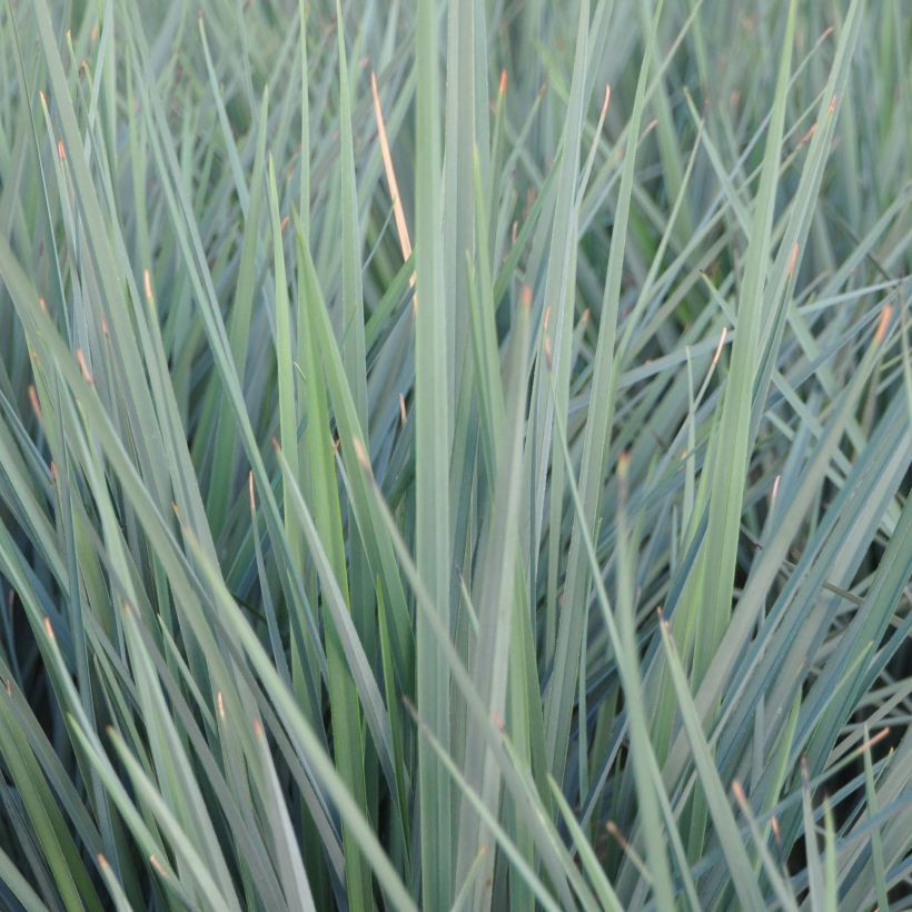 Dianella revoluta Coolvista (Foliage)