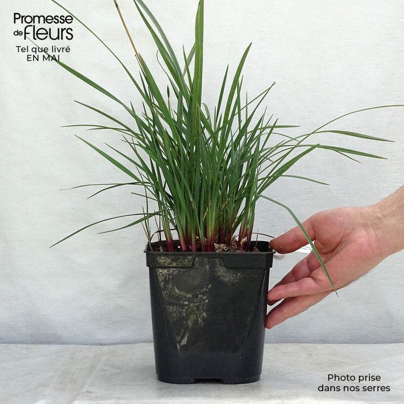 Example of Dianella revoluta Coolvista Pot de 1L/1,5L as you get in printemps