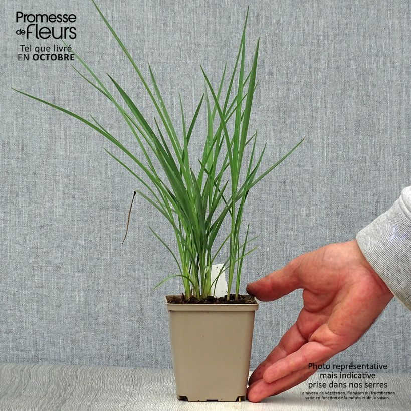 Spécimen de Dianella revoluta Coolvista Godet de 8/9 cm tel que livré en automne