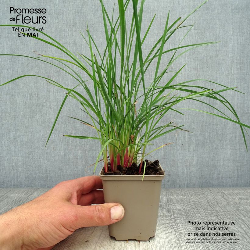 Example of Dianella revoluta Coolvista Godet de 8/9 cm as you get in printemps