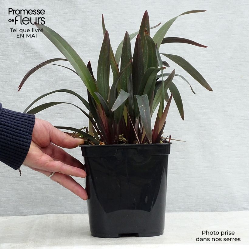 Spécimen de Dianella tasmanica Blaze Pot de 2L/3L tel que livré au printemps