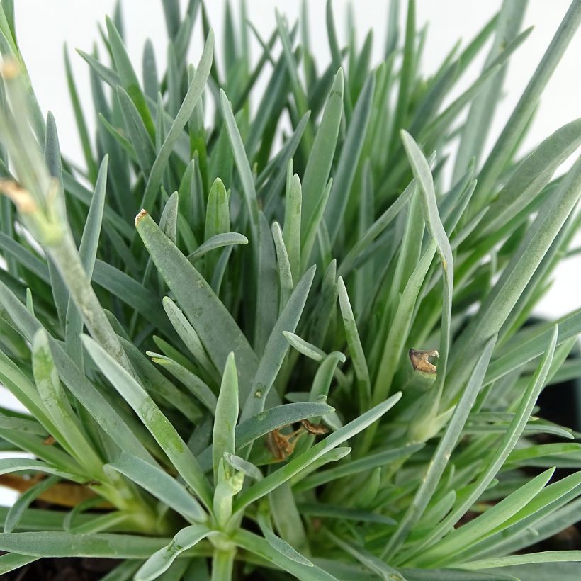 Dianthus Evening Star - Oeillet nain (Foliage)