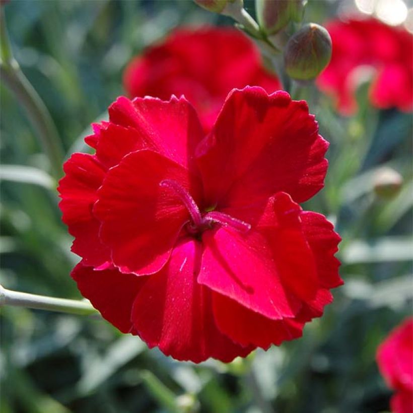 Dianthus Fusilier - Oeillet nain (Flowering)