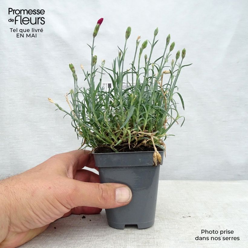 Example of Dianthus Fusilier - Oeillet nain Godet de 8/9 cm as you get in printemps