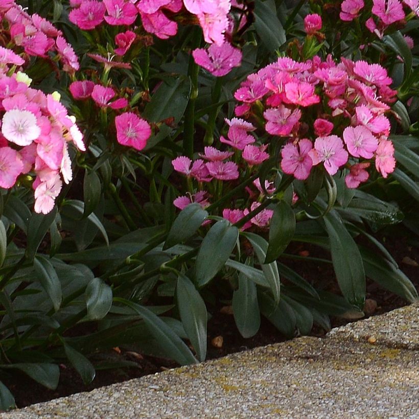 Oeillet de poète Jolt Pink Magic (Foliage)