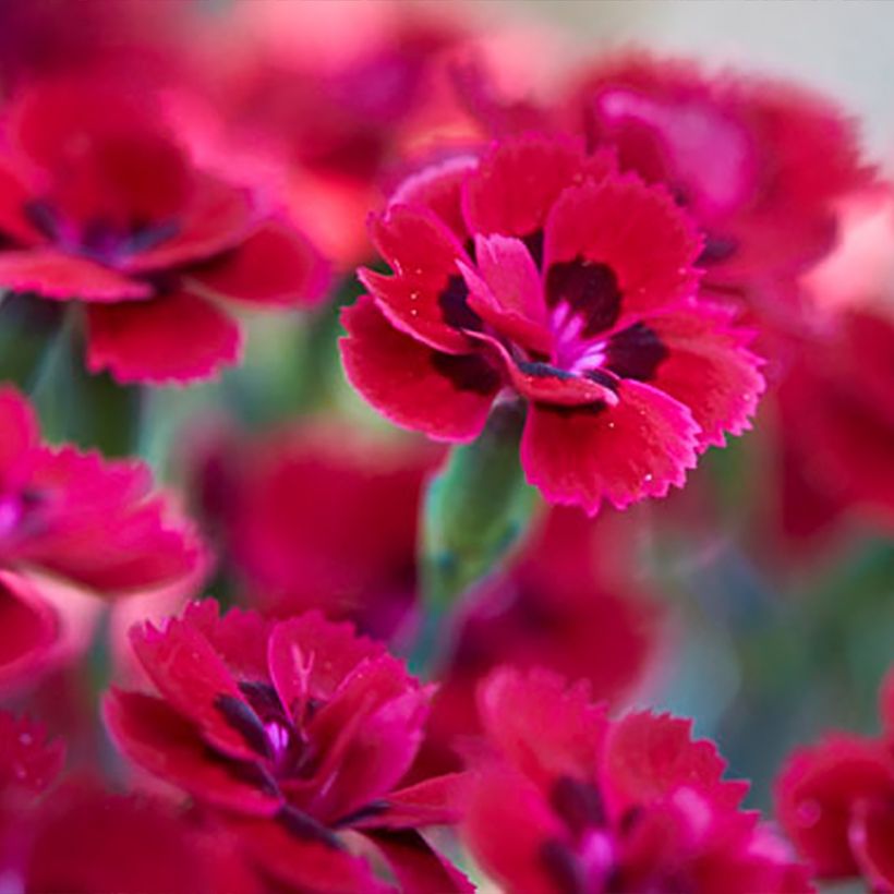 Dianthus Merci Fleuri - Œillet mignardise (Flowering)