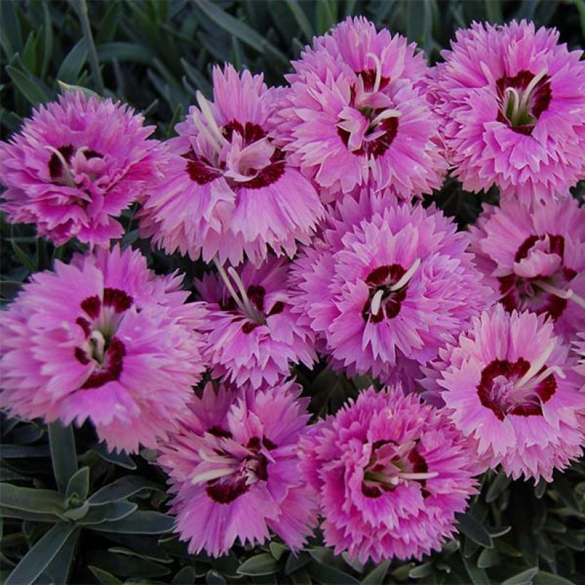 Dianthus Pop Star - Oeillet nain (Flowering)