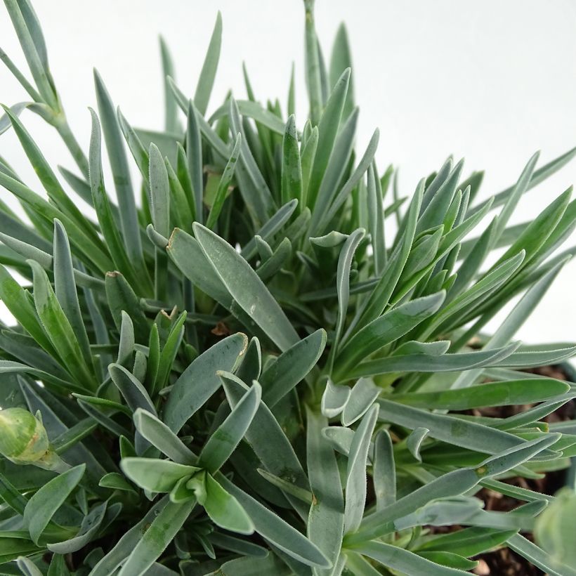 Dianthus Pop Star - Oeillet nain (Foliage)