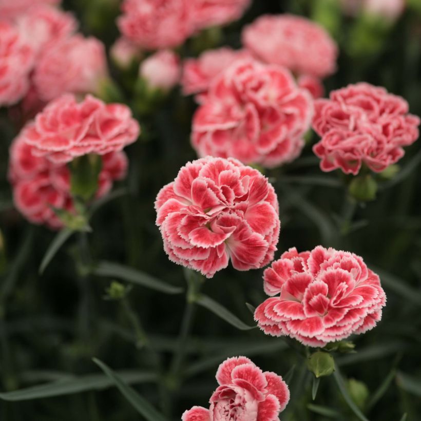 Dianthus Scent First Coral Reef - Œillet mignardise (Flowering)