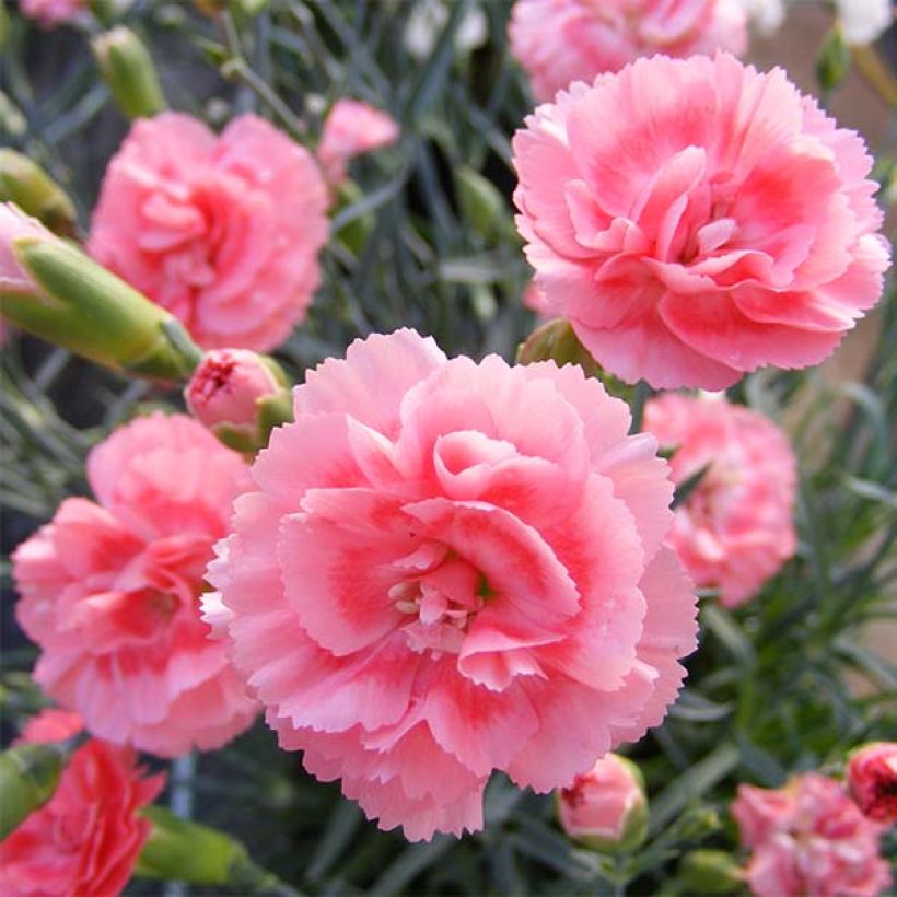 Dianthus plumarius Scent First Romance - Oeillet mignardise (Flowering)