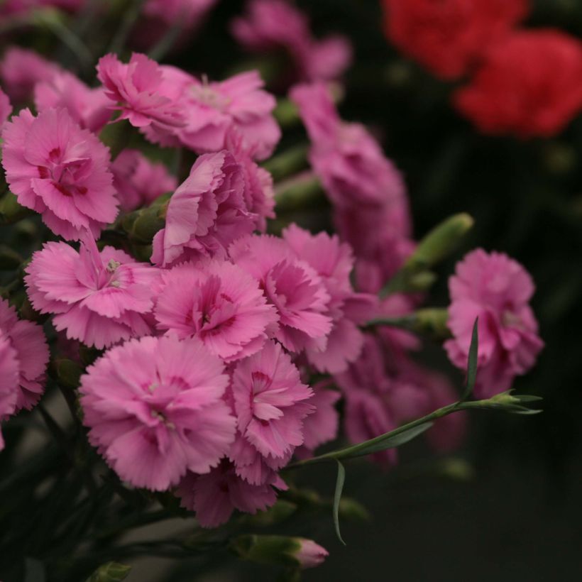 Dianthus Scent First Tickled Pink - Œillet mignardise (Flowering)