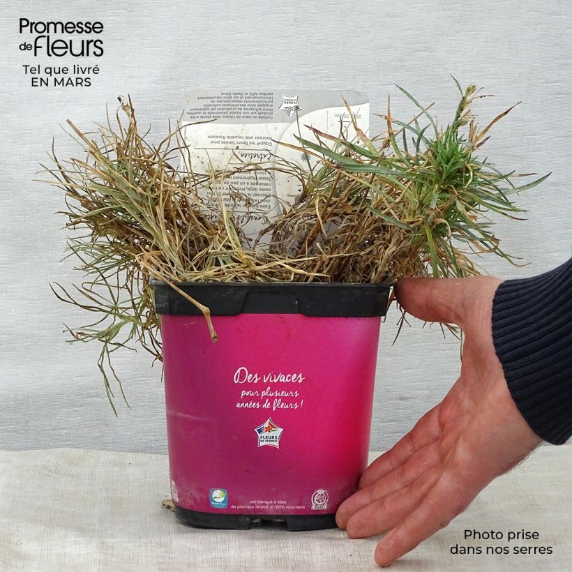 Example of Dianthus Scent First Tickled Pink - Œillet mignardise Pot de 2L/3L as you get in printemps