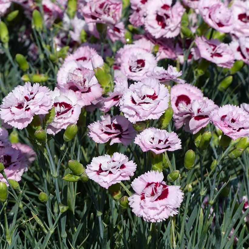 Dianthus plumarius Scent First Raspberry Sundae - Oeillet mignardise (Flowering)