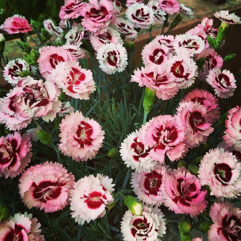 Dianthus Whatfield Supergem (Plant habit)