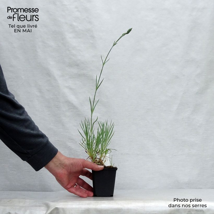 Example of Dianthus allwoodii Alice - Oeillet mignardise rouge et blanc Godet de 8/9 cm as you get in printemps