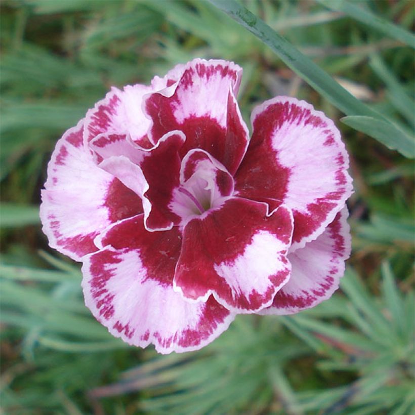 Dianthus allwoodii Romeo - Oeillet mignardise pourpre à centre brun et blanc (Flowering)