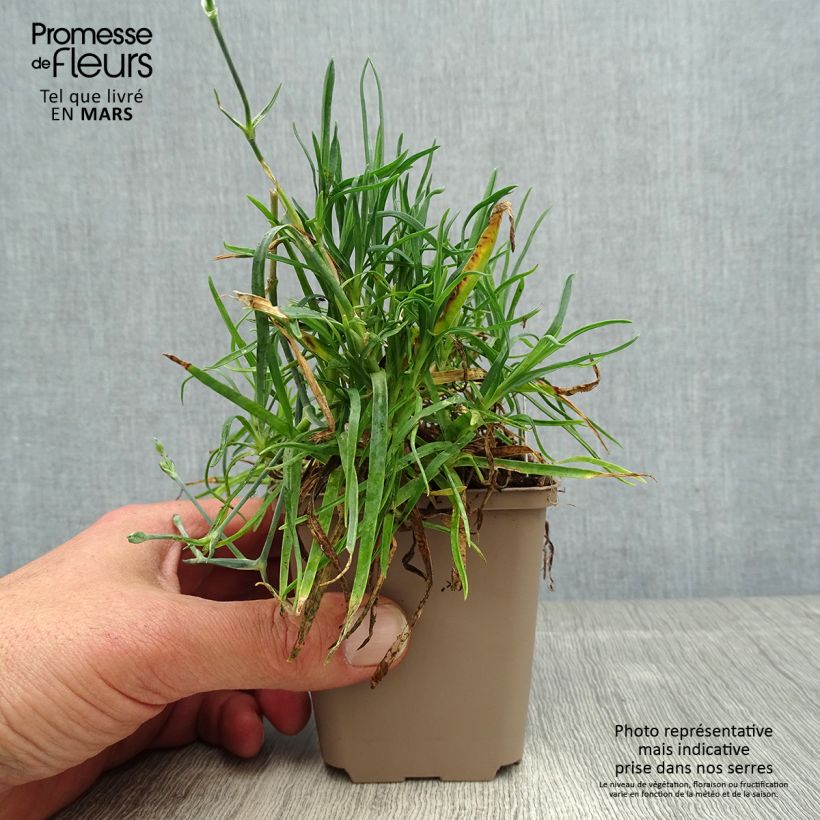 Example of Dianthus allwoodii Romeo - Oeillet mignardise pourpre à centre brun et blanc Godet de 8/9 cm as you get in printemps