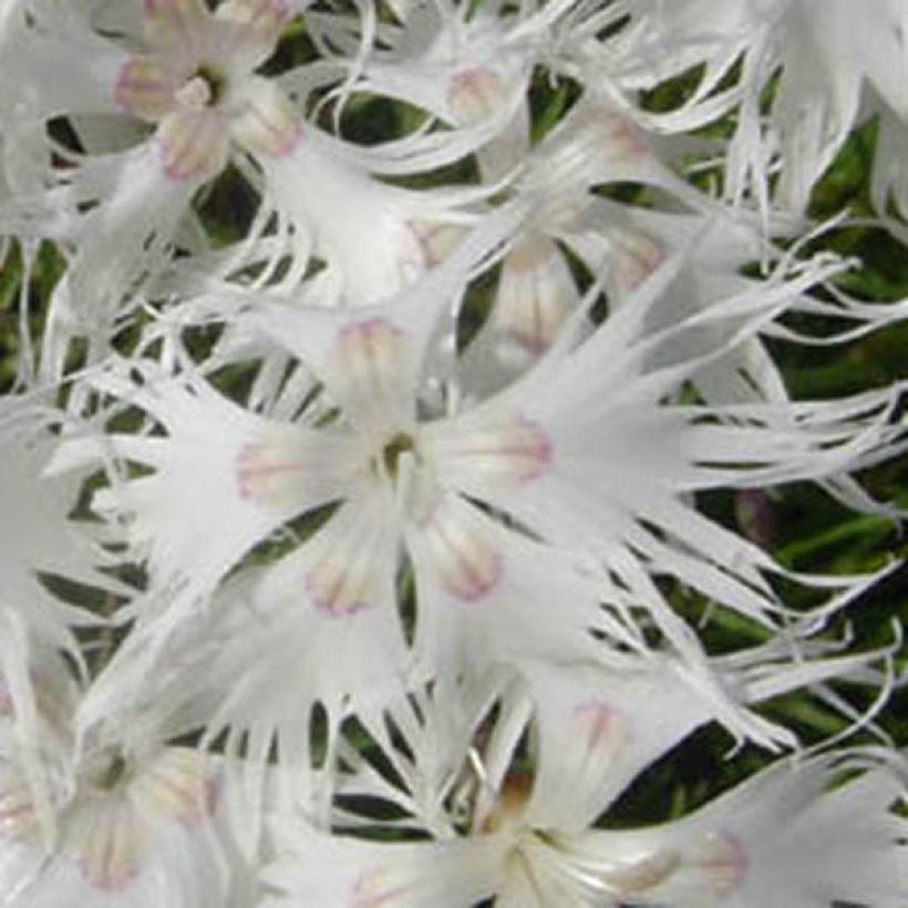 Dianthus arenarius - Oeillet des sables (Flowering)