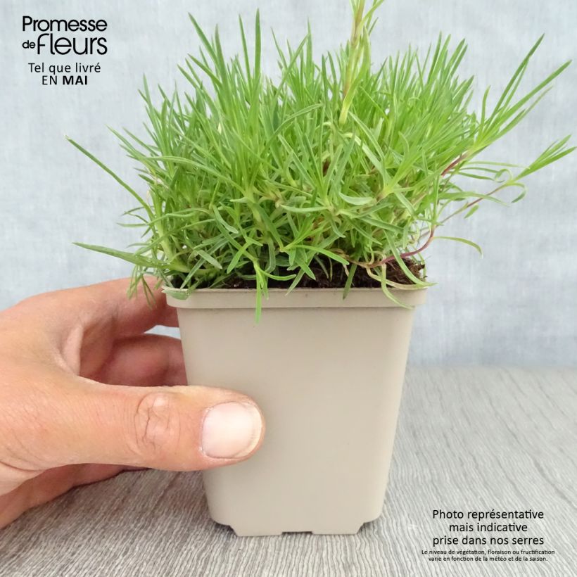 Example of Dianthus arenarius - Oeillet des sables Godet de 8/9 cm as you get in printemps