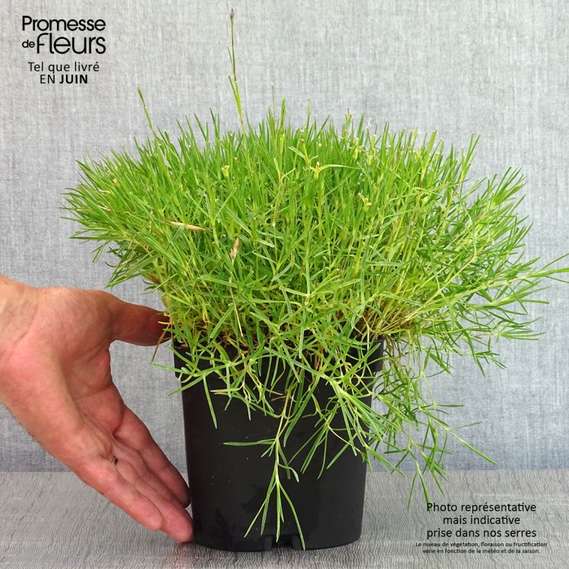 Example of Dianthus arenarius - Oeillet des sables Pot de 2L/3L as you get in printemps
