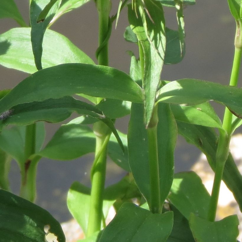 Oeillet de poète Sooty - Dianthus barbatus nigrescens (Foliage)