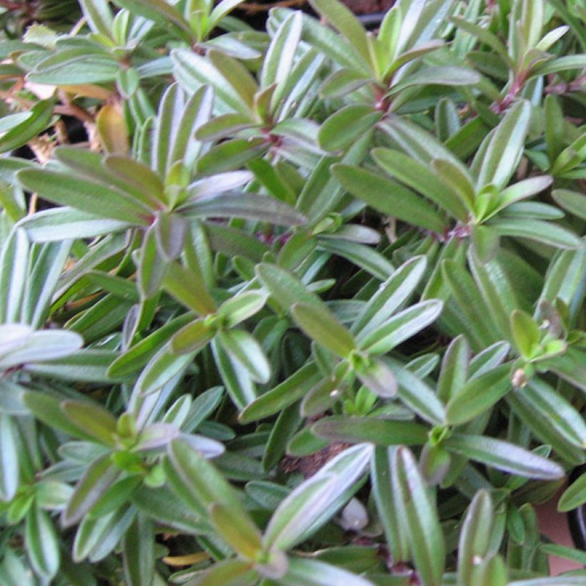 Dianthus deltoides Albiflorus - Oeillet des landes (Foliage)