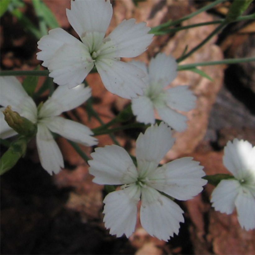 Dianthus deltoides Albiflorus - Oeillet des landes (Flowering)