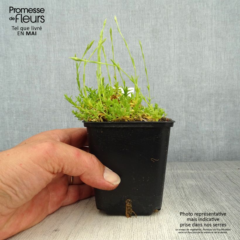 Example of Dianthus deltoides Arctic Fire - Oeillet à delta Godet de 8/9 cm as you get in printemps