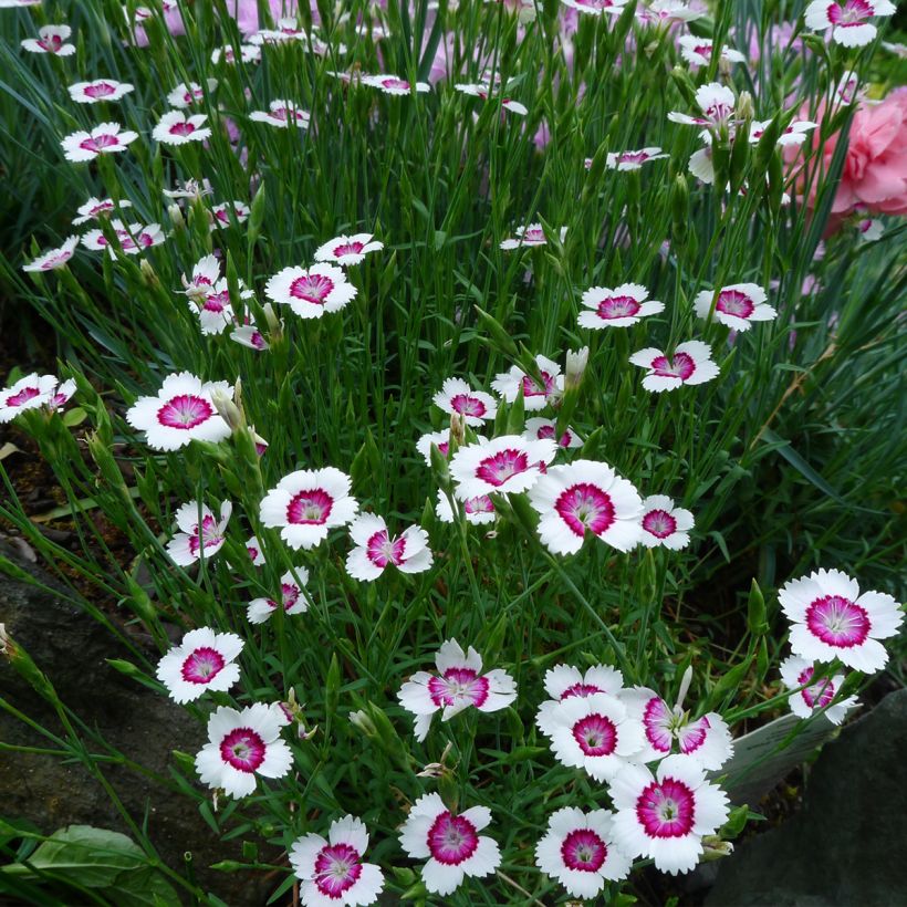 Dianthus deltoides Arctic Fire - Oeillet à delta (Plant habit)