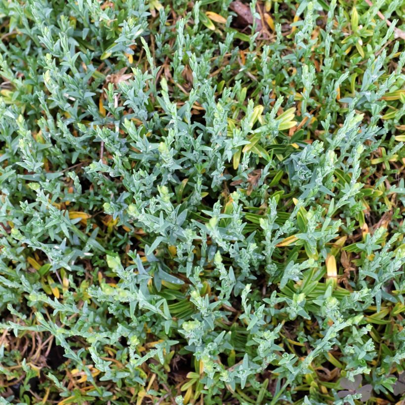Dianthus deltoides Arctic Fire - Oeillet à delta (Foliage)