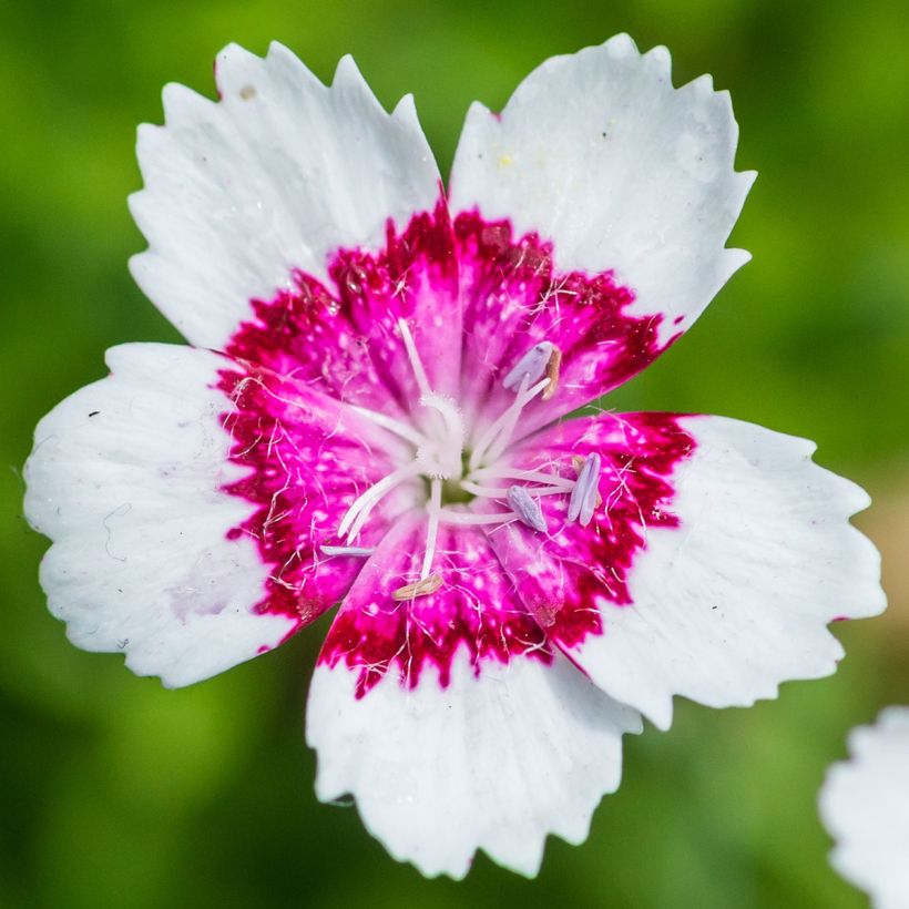 Dianthus deltoides Arctic Fire - Oeillet à delta (Flowering)