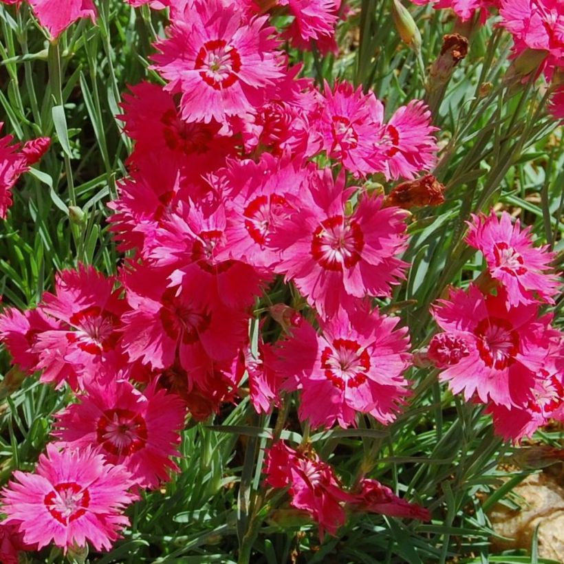 Dianthus deltoides Brillant - Oeillet des landes (Flowering)