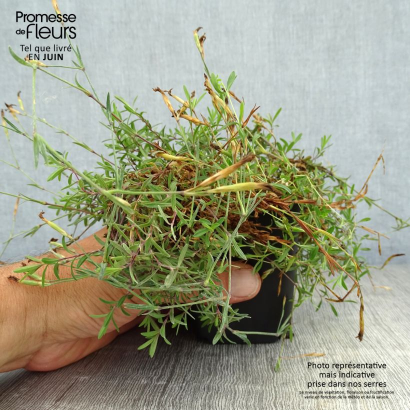 Spécimen de Dianthus deltoides Brillant - Oeillet des landes Godet de 7/8 cm tel que livré en été