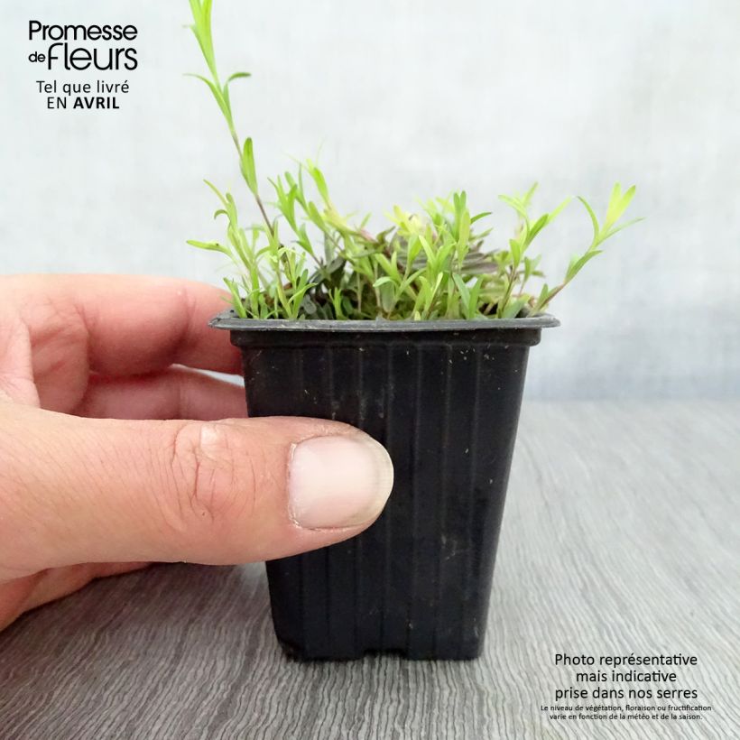 Example of Dianthus deltoides Brillant - Oeillet des landes Godet de 7/8 cm as you get in printemps