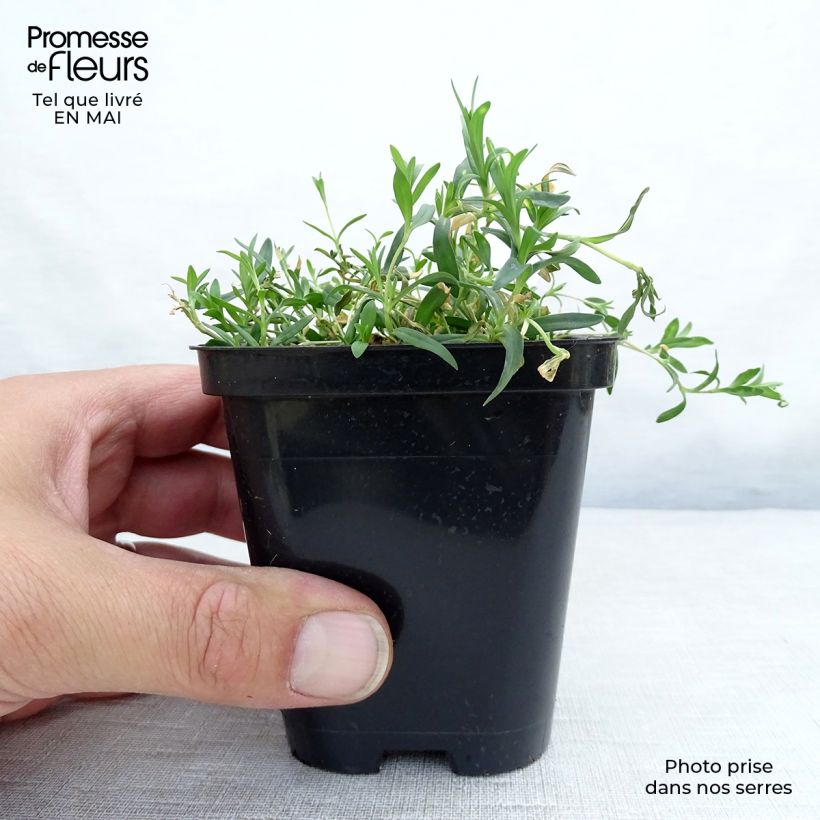 Example of Dianthus deltoides Rosea - Oeillet des landes Godet de 8/9 cm as you get in printemps