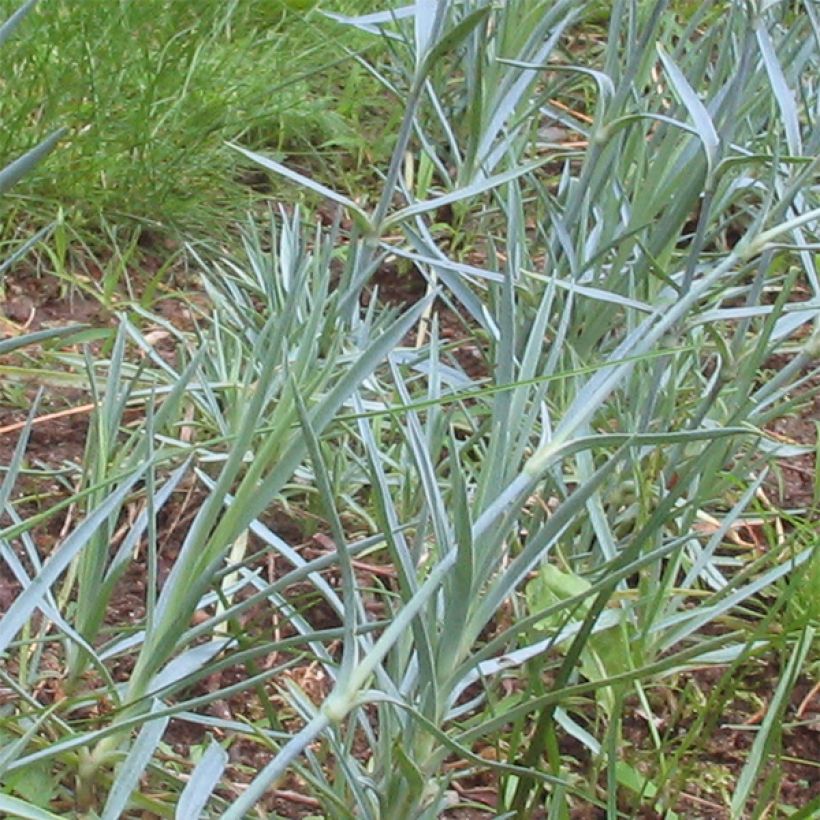 Dianthus gratianopolitanus Badenia - oeillet de pentecôte rouge (Foliage)
