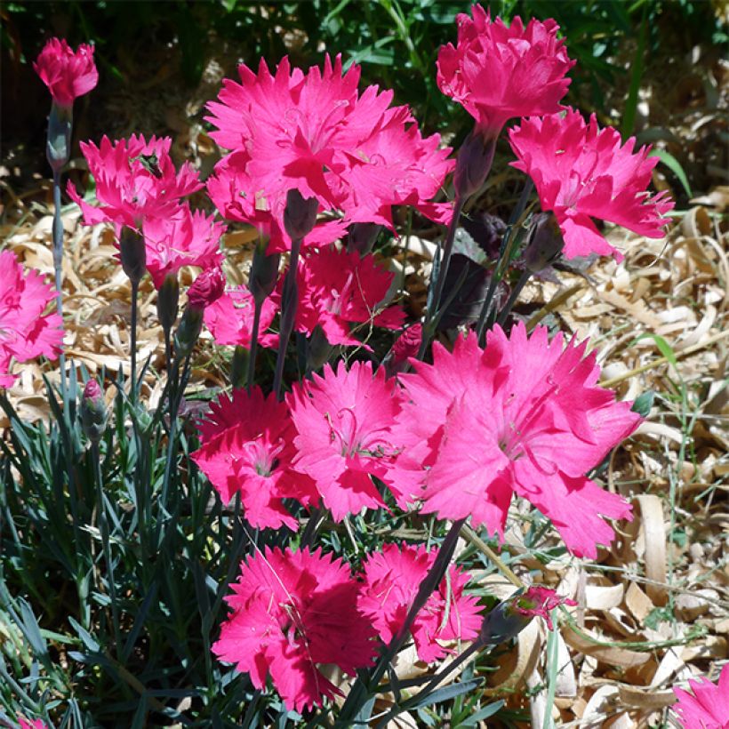 Dianthus gratianopolitanus Badenia - oeillet de pentecôte rouge (Flowering)