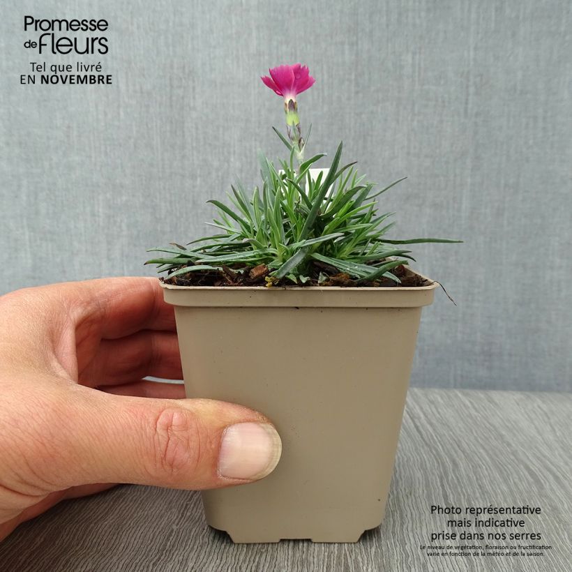 Spécimen de Dianthus gratianopolitanus Badenia - oeillet de pentecôte rouge Godet de 8/9 cm tel que livré en automne