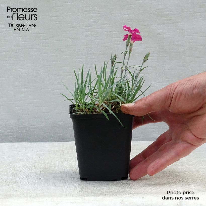 Example of Dianthus gratianopolitanus Badenia - oeillet de pentecôte rouge Godet de 8/9 cm as you get in printemps