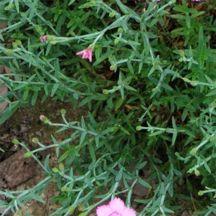 Dianthus gratianopolitanus Eydangeri - Oeillet de pentecôte (Foliage)