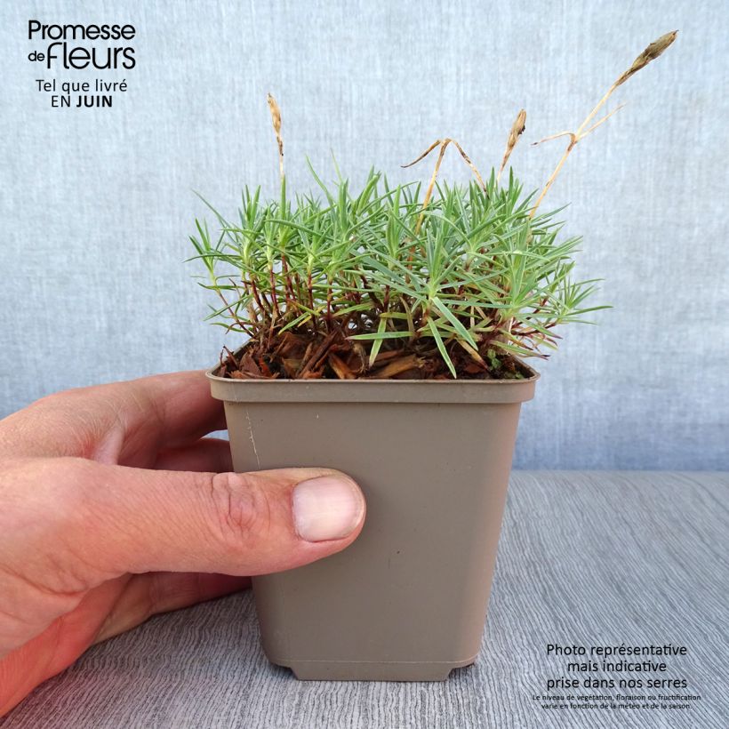 Spécimen de Dianthus gratianopolitanus Eydangeri - Oeillet de pentecôte Godet de 8/9 cm tel que livré en été
