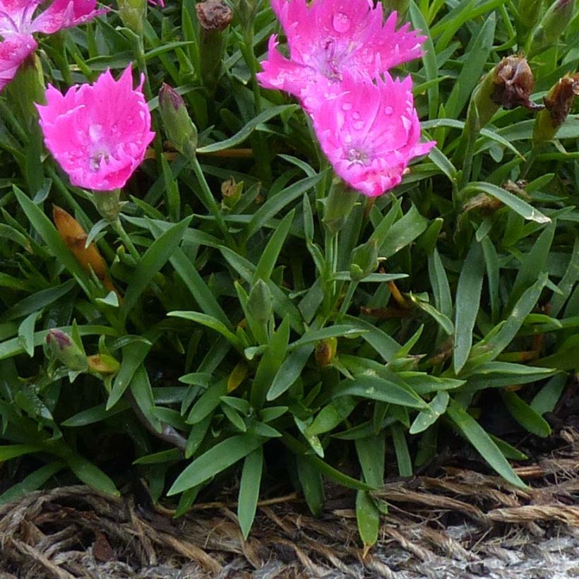 Dianthus gratianopolitanus Kahori - Œillet de pentecôte (Foliage)