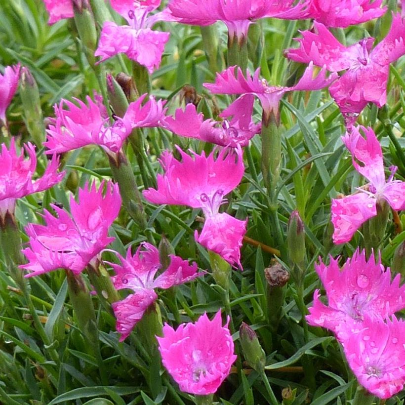 Dianthus gratianopolitanus Kahori - Œillet de pentecôte (Flowering)