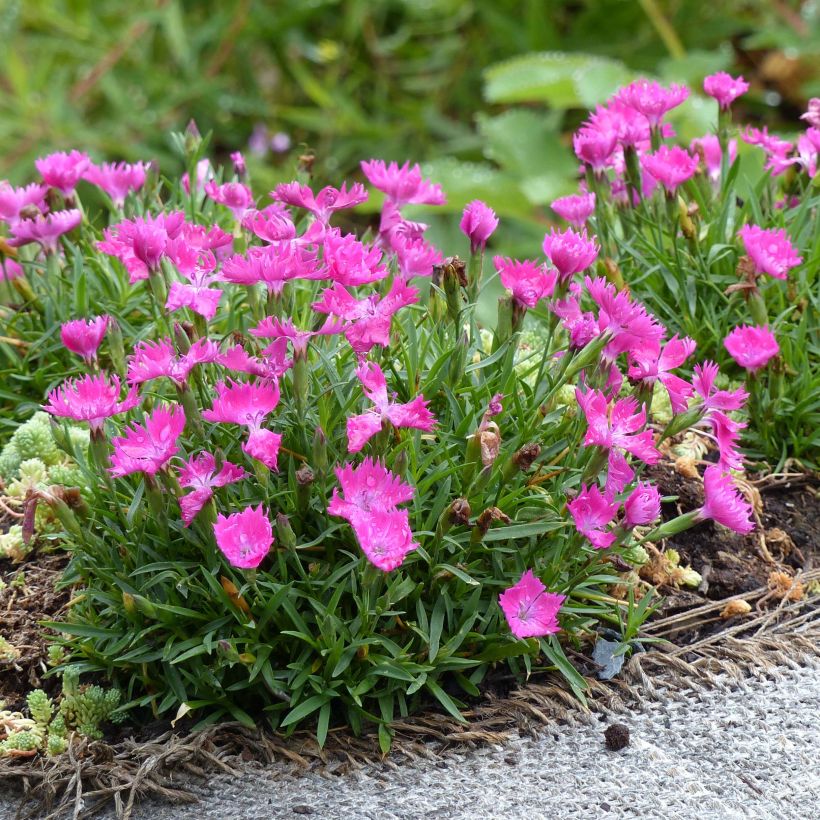 Dianthus gratianopolitanus Kahori - Œillet de pentecôte (Plant habit)