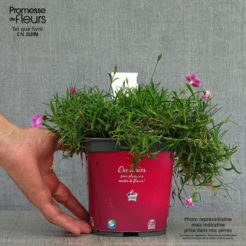 Spécimen de Dianthus gratianopolitanus Kahori - Œillet de pentecôte Pot de 2L/3L tel que livré en été