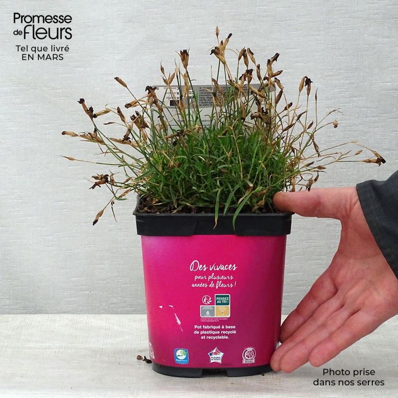 Example of Dianthus gratianopolitanus Kahori - Œillet de pentecôte Pot de 2L/3L as you get in printemps