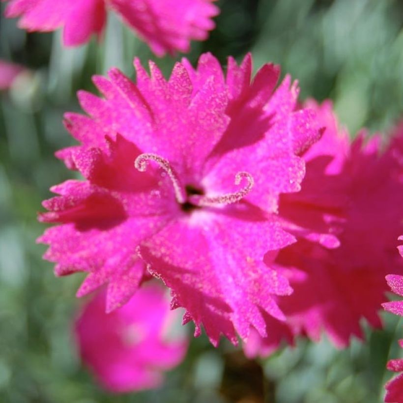Dianthus gratianopolitanus Splendens, Oeillet de Pentecôte (Flowering)