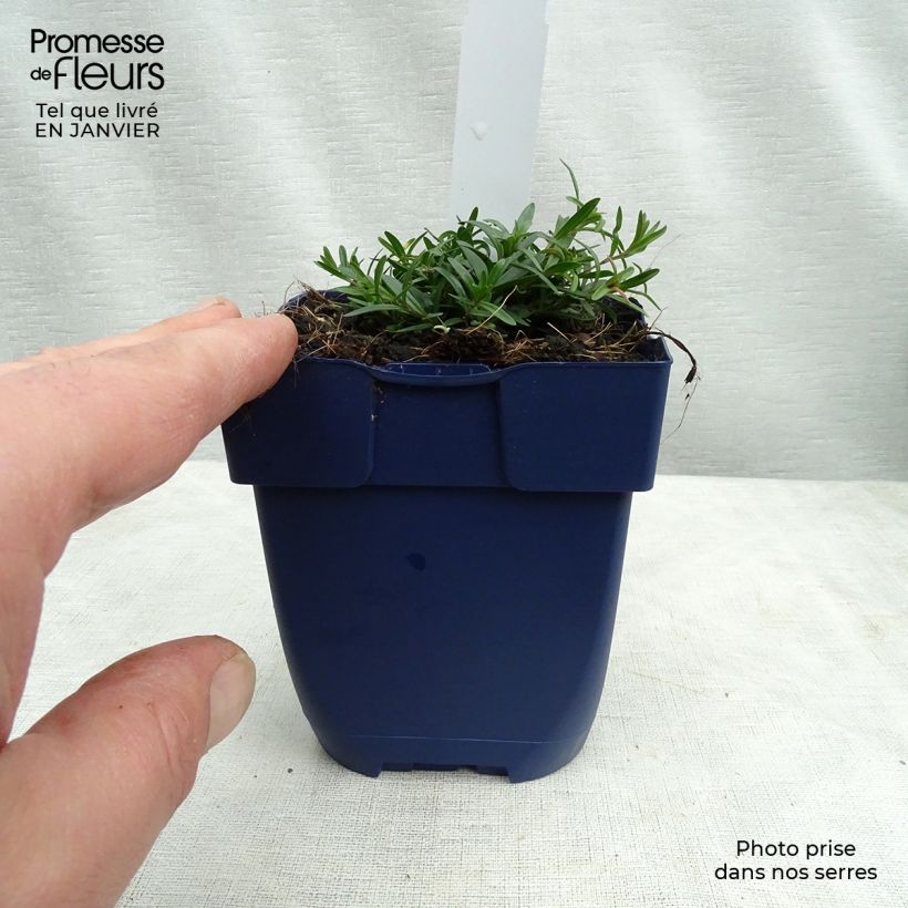 Example of Dianthus gratianopolitanus Splendens, Oeillet de Pentecôte Godet de 8/9 cm as you get in hiver